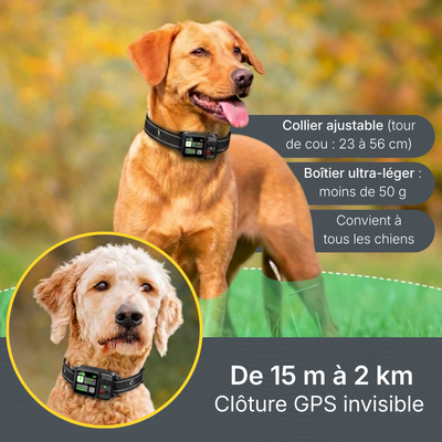 Collier Anti-Fugue pour Chien - Owlikoo